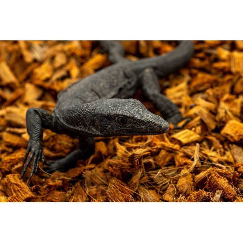 Coarse Coconut Husk Reptile Bedding W80180