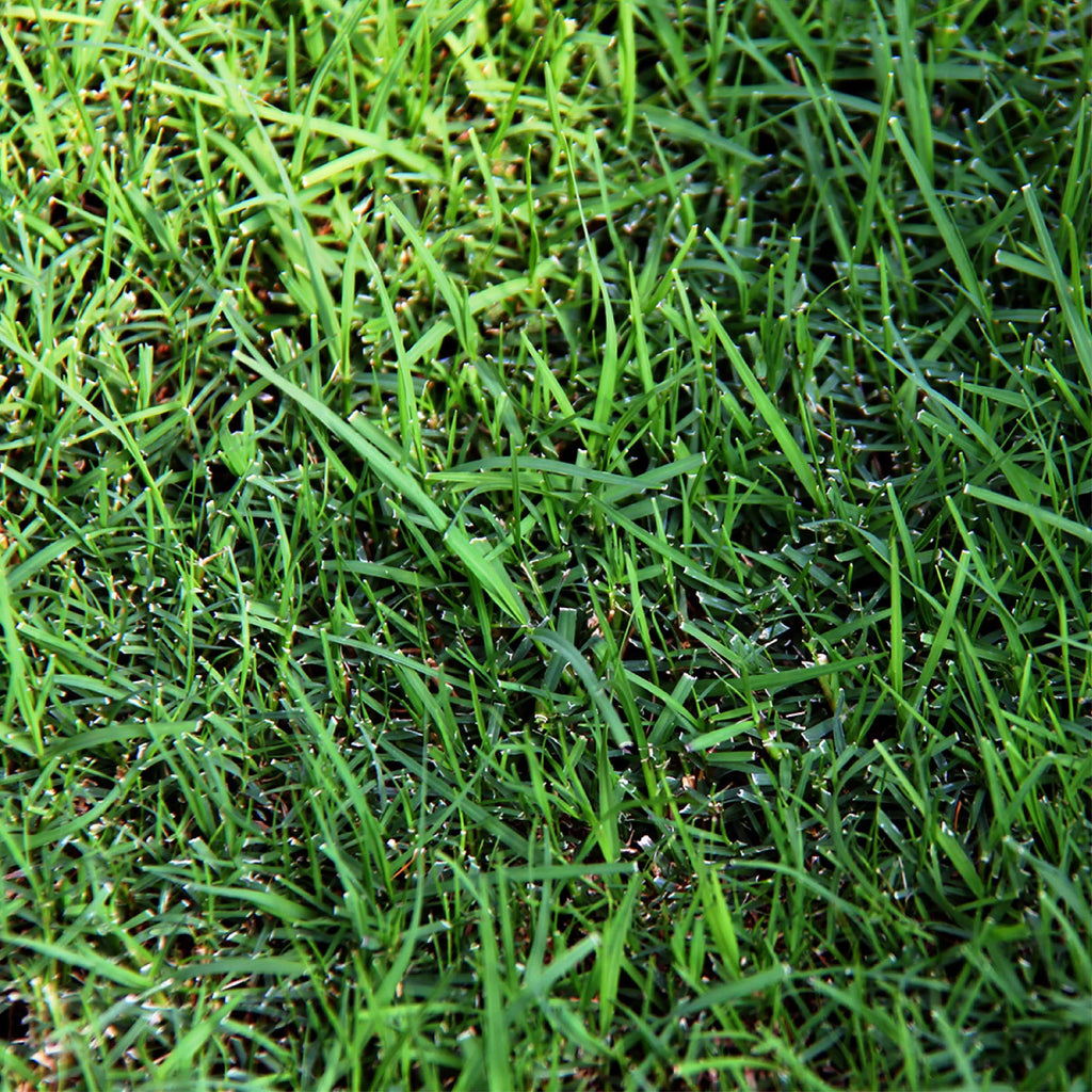 Sahara Bermudagrass Grass Seed, 5 lb. L21086