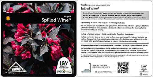 Weigela florida Spilled Wine Shrub, pink flowers, #3 Size Container L17323