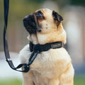 Utility Dog Collar P71094