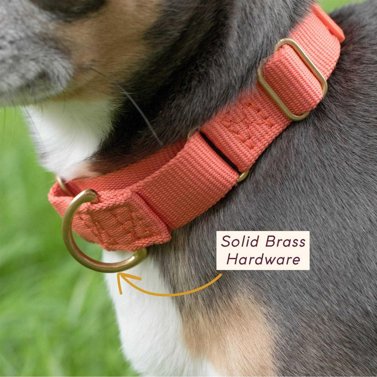 Martingale Dog Collar A720