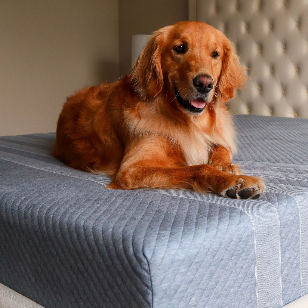 Queen Memory Foam Mattress T95557
