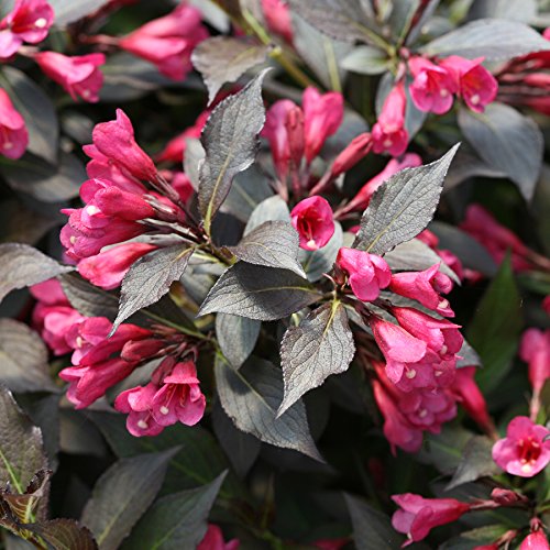 Weigela florida Spilled Wine Shrub, pink flowers, #3 Size Container L17323
