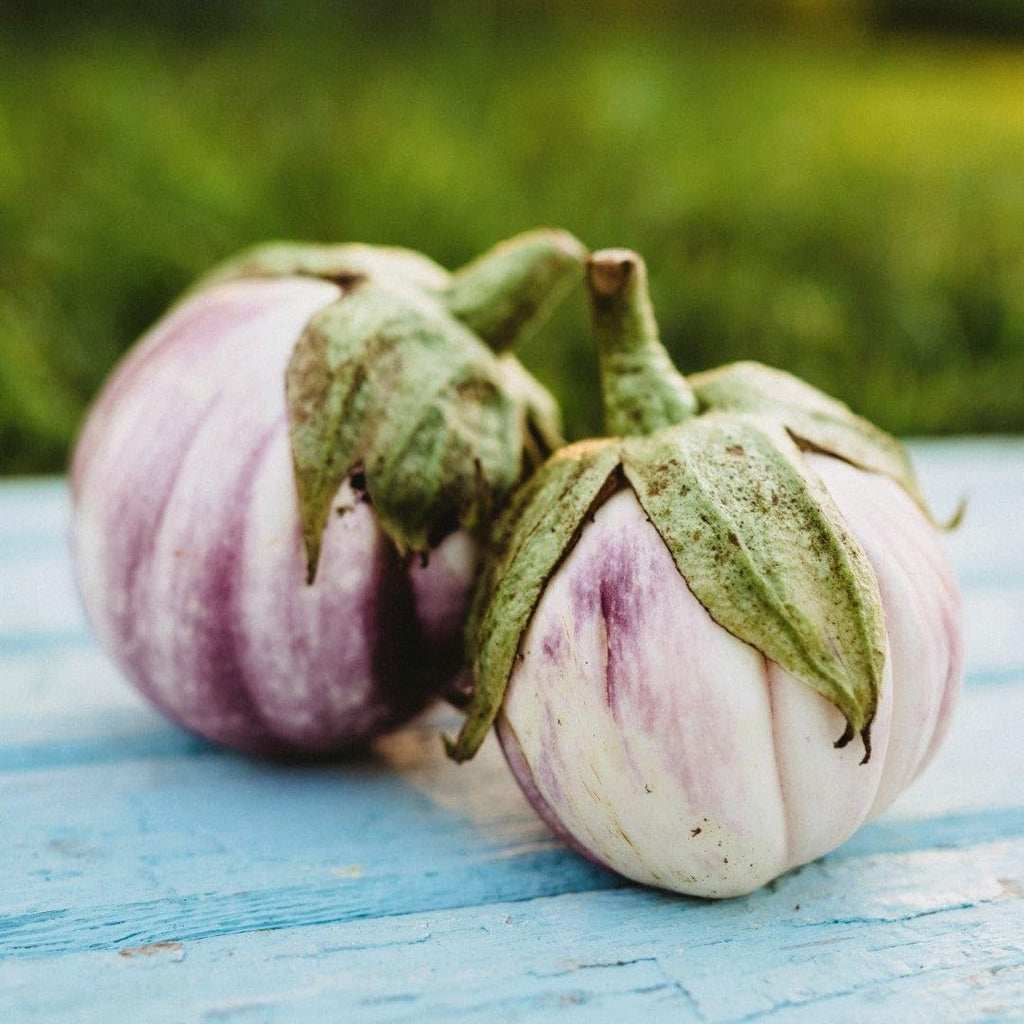 25 Seeds Italian Heirloom Eggplant T36687