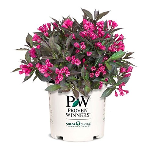 Weigela florida Spilled Wine Shrub, pink flowers, #3 Size Container L17323