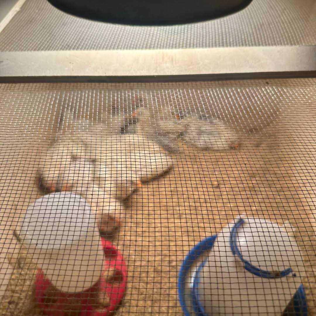 Chick Brooder Box T933306