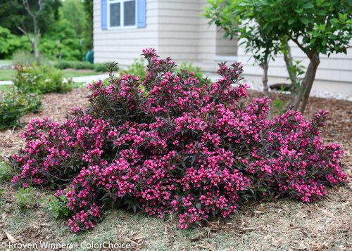 Weigela florida Spilled Wine Shrub, pink flowers, #3 Size Container L17323