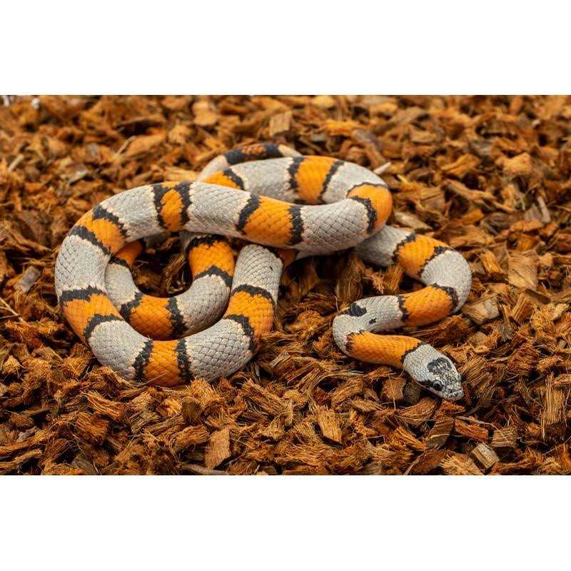 Coarse Coconut Husk Reptile Bedding W80180