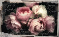 Tissue Paper R11975